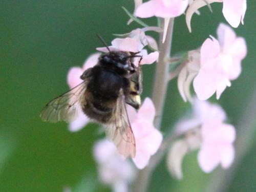 Anthophora retusa